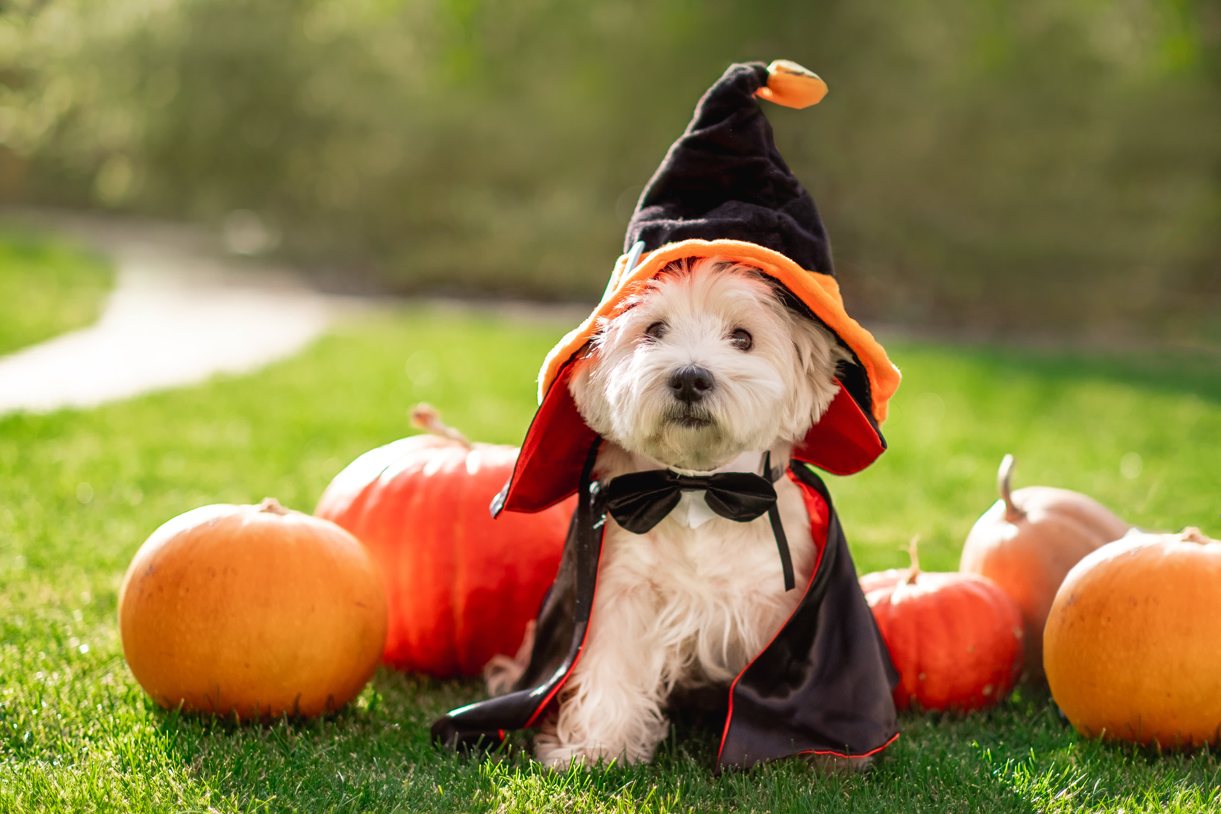 dog halloween costume pumpkins